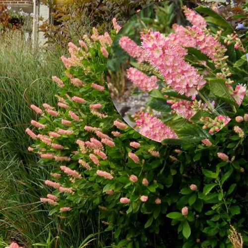 Clethra alnifolia 'Ruby Spice' - Lepalehine kletra 'Ruby Spice' C1,5/1,5L